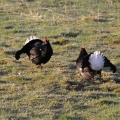 black-grouse-on-black-grouse-safari-corimony-rspb-reserve-27-4-2012-10-0b875c8d213b545b6c154c03a7de327b6b38cb63