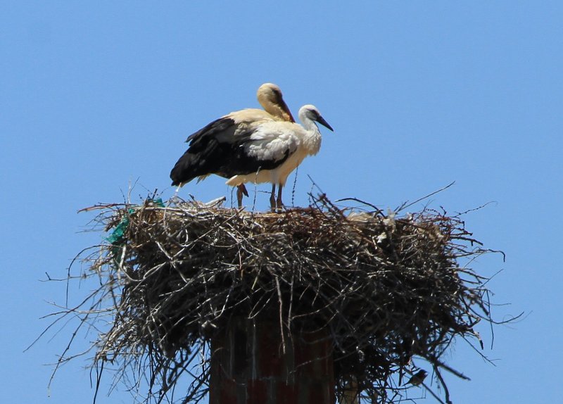 28-stork-and-young-vilar-do-golfe-june-2013-3-abed5eae6026e2e019bfe14d0dca5bcc9f7fc3eb